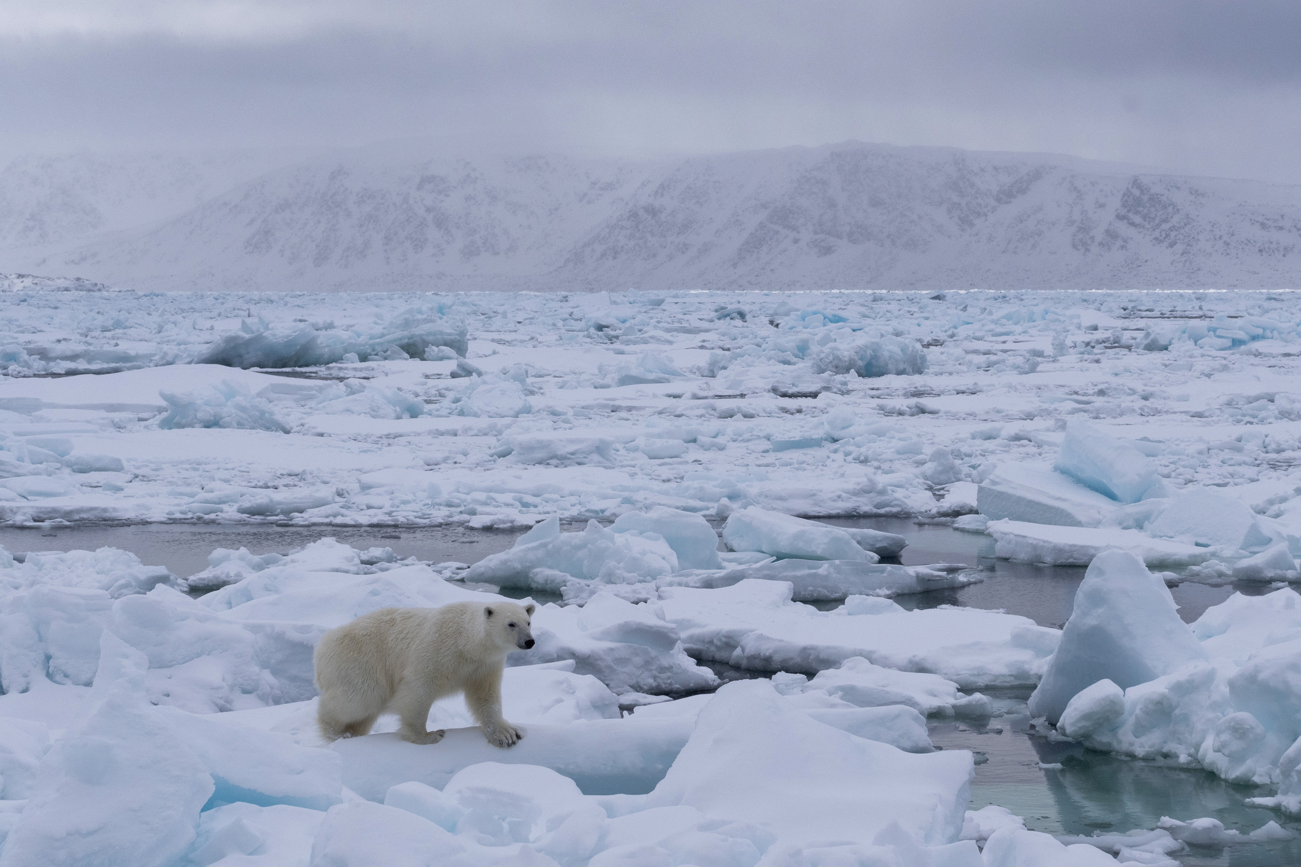 Gerry van der Walt - Wild Eye - Svalbard