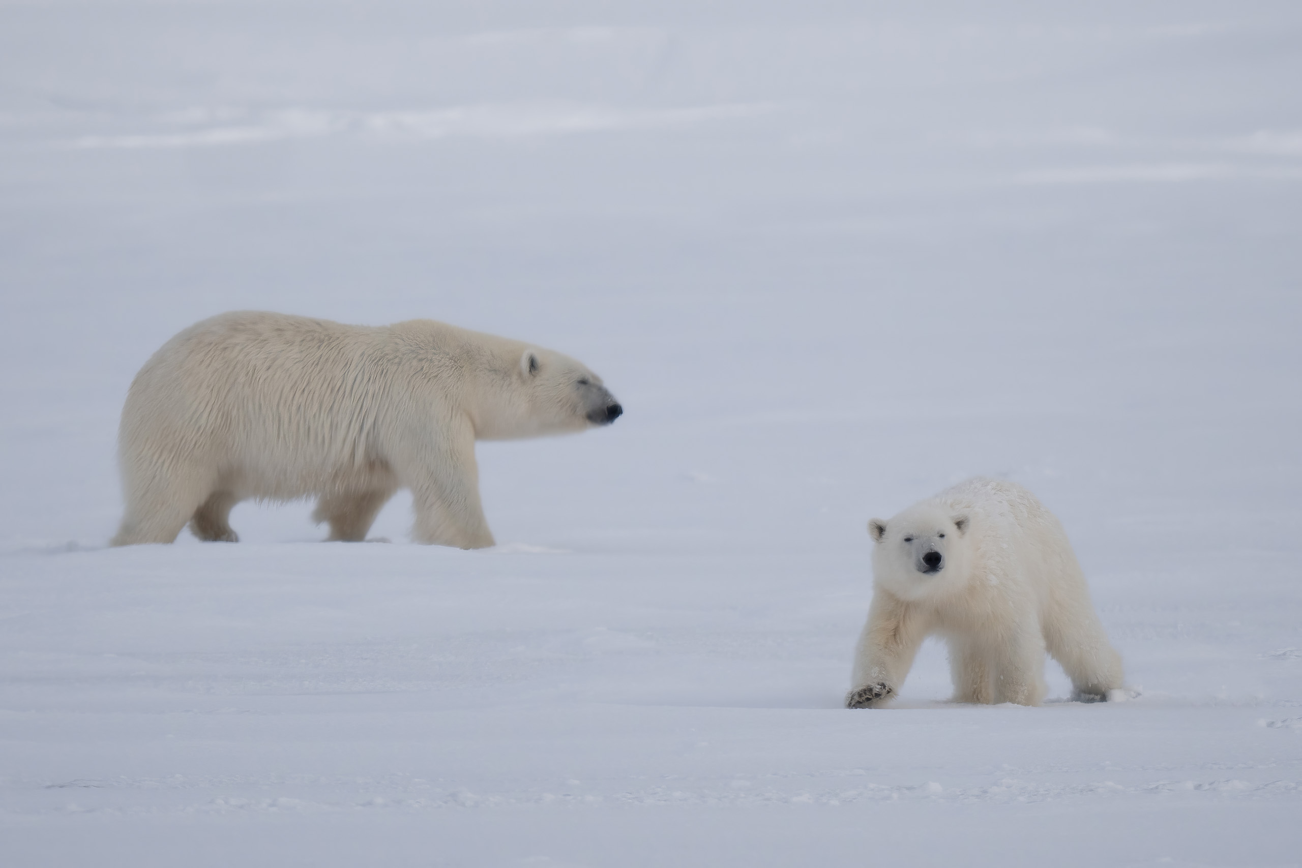 Gerry van der Walt - Wild Eye - Svalbard