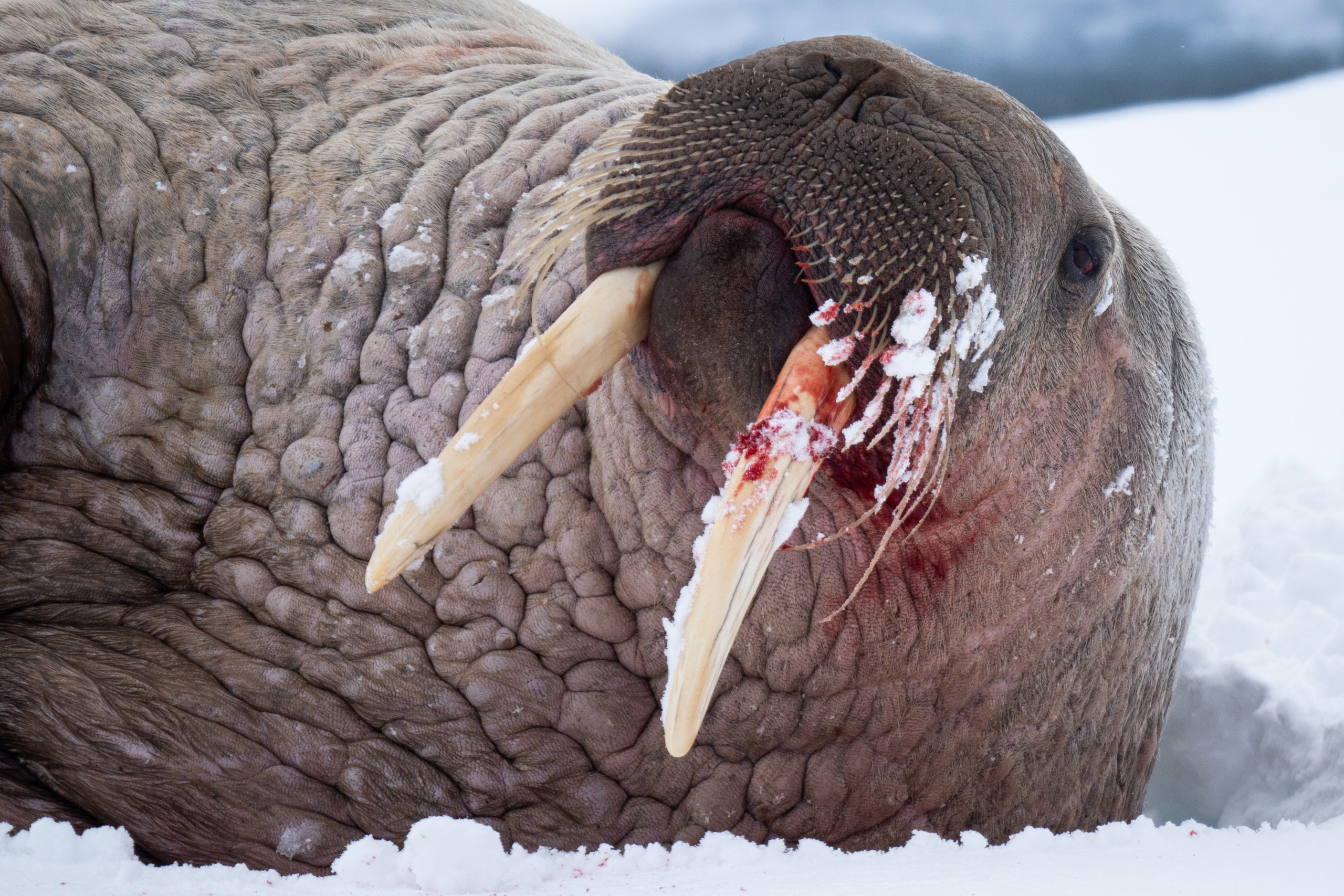 Gerry van der Walt - Wild Eye - Svalbard