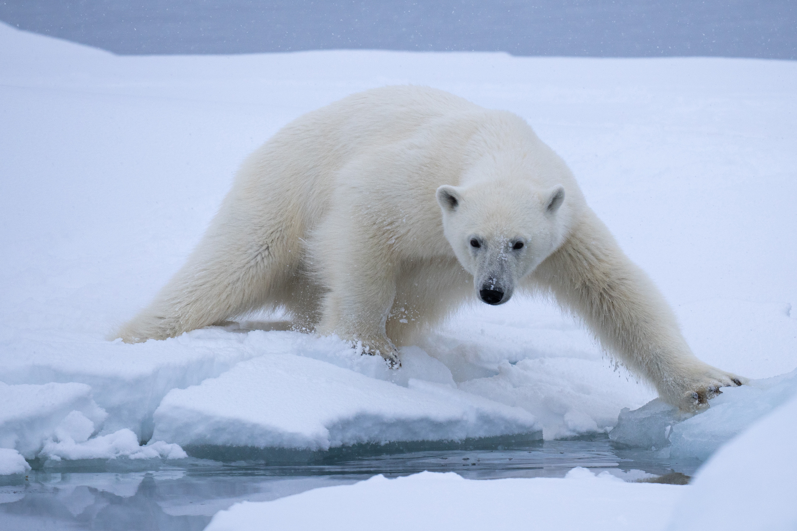 Gerry van der Walt - Wild Eye - Svalbard