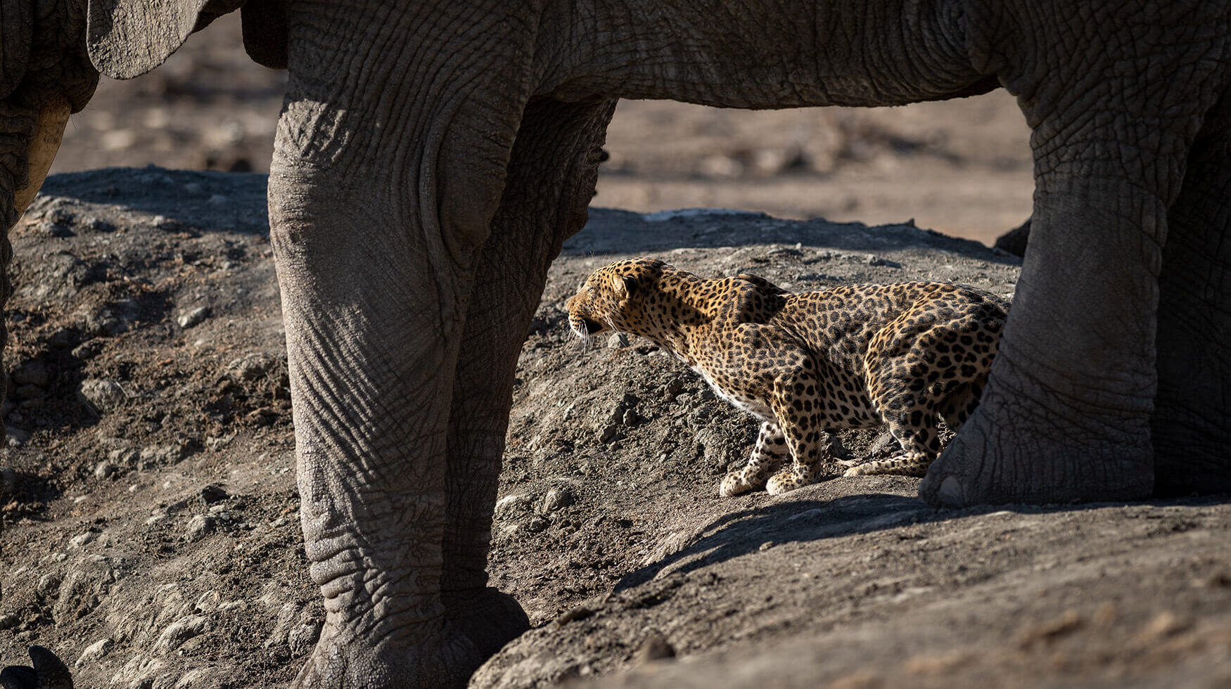 Madikwe Gallery-AS-Elephant-Leopard