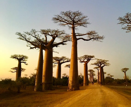https://wild-eye.com/wp-content/uploads/2020/11/Wild-Eye-Best-of-Madagascar-JVZ-Day-10.jpg