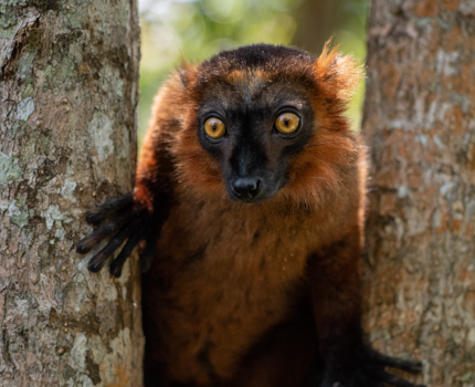 https://wild-eye.com/wp-content/uploads/2020/11/Wild-Eye-Best-of-Madagascar-JVZ-Day-3-NEW.jpg