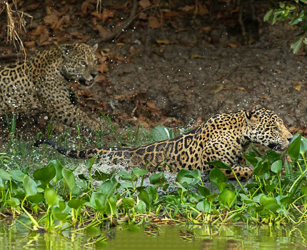 https://wild-eye.com/wp-content/uploads/2020/11/Wild-Eye-Best-of-the-Pantanala-TMP-Day-6-11.jpg