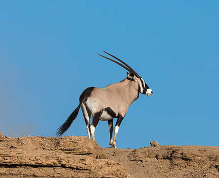 https://wild-eye.com/wp-content/uploads/2020/11/Wild-Eye-Desert-Wildlife-Of-Namibia-9.jpg