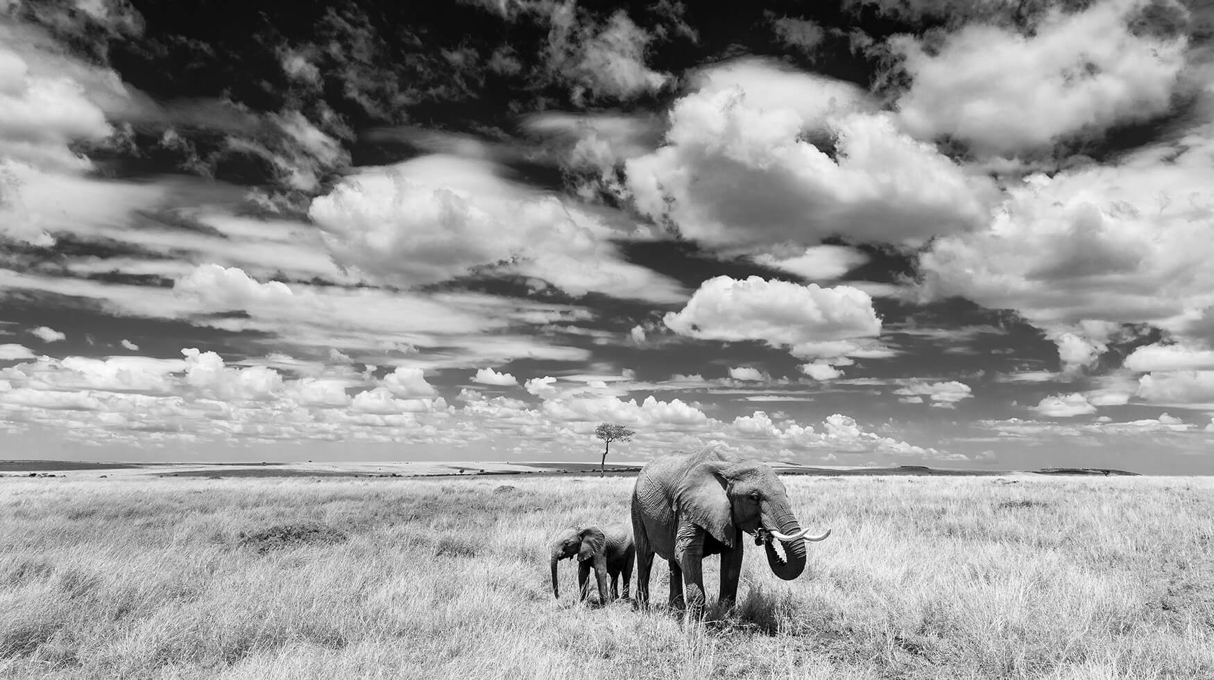 Great Migration Safari Wild Eye