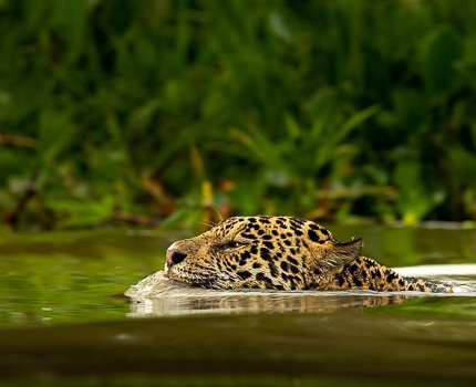 https://wild-eye.com/wp-content/uploads/2020/11/Wild-Eye-Jaguars-of-the-pantanal-TMP-Day-4-10.jpg