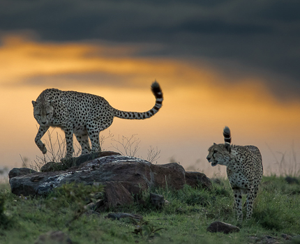 https://wild-eye.com/wp-content/uploads/2020/11/Wild-Eye-Masai-Mara-Photography-Workshop-3.jpg