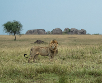 https://wild-eye.com/wp-content/uploads/2020/11/Wild-Eye-Northern-Serengeti-JVZ-Day-4-8.jpg