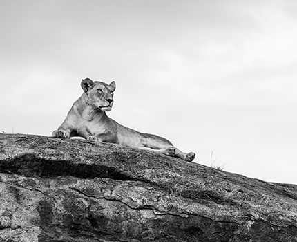 https://wild-eye.com/wp-content/uploads/2020/11/Wild-Eye-Serengeti-Itinerary-day11-13.jpg