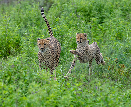 https://wild-eye.com/wp-content/uploads/2020/11/Wild-Eye-Serengeti-Itinerary-day5-2.jpg