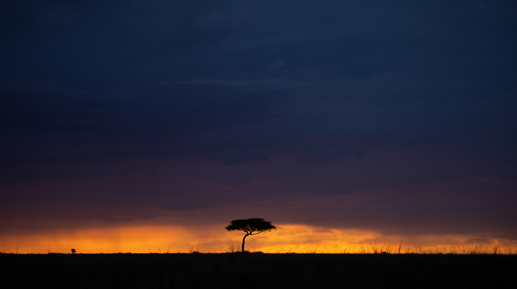The Mara Triangle single tree sunset