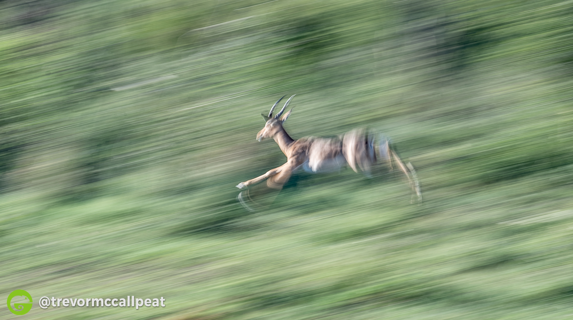 What is Panning and Radial Blur?