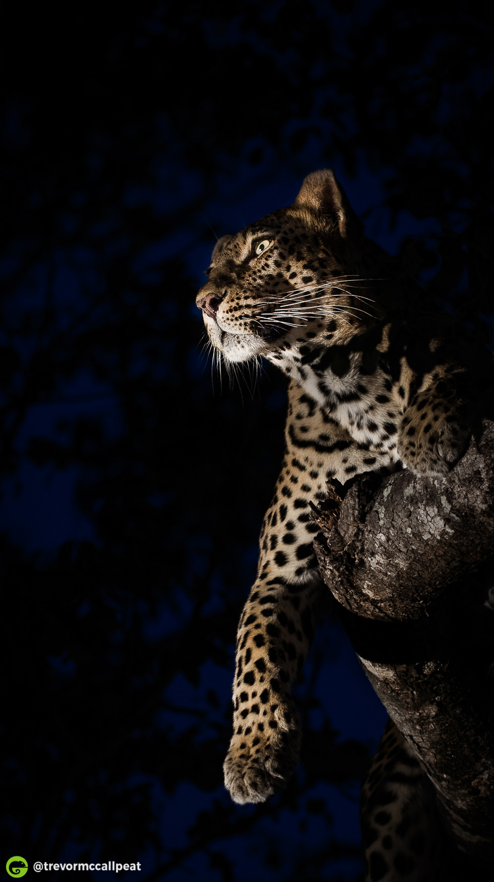 How to Photograph Animals on Safari Using a Spotlight