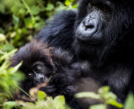 https://wild-eye.com/wp-content/uploads/2021/05/Natural-Wonders-of-Rwanda-Wild-Eye-Day-4.jpg