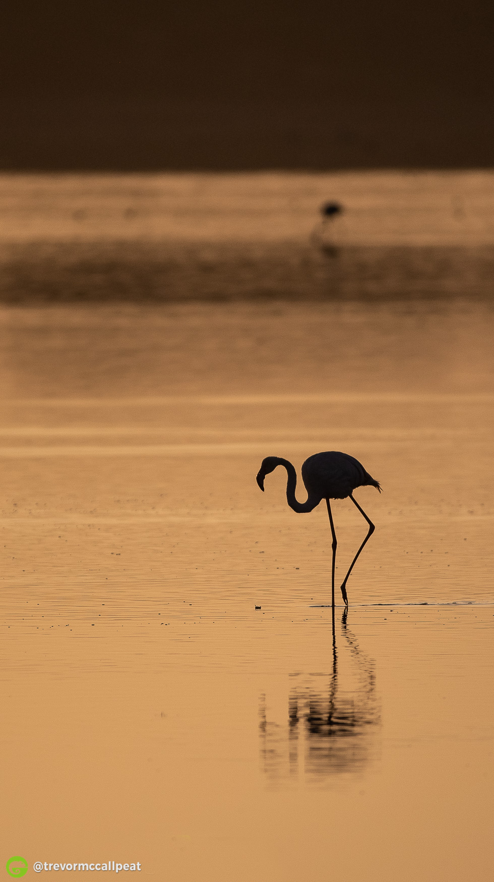 Golden Light: What to look out for | Patience | Wildlife Photography