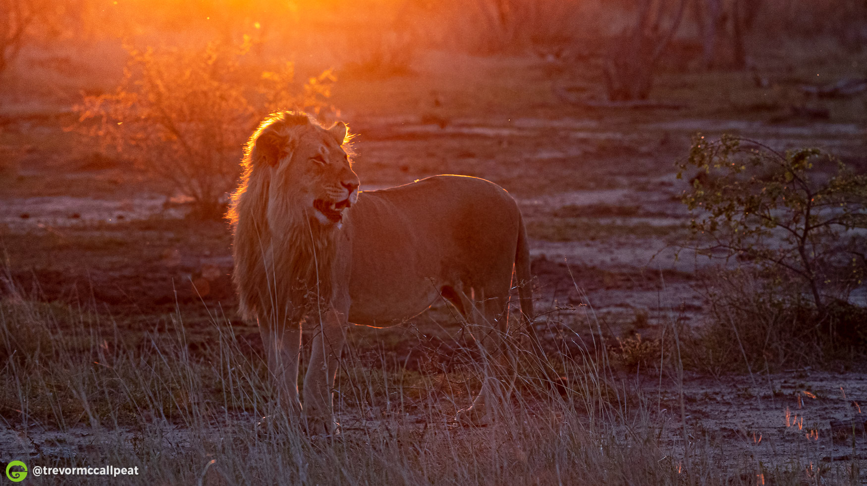 Golden Light: What to look out for | Patience | Wildlife Photography