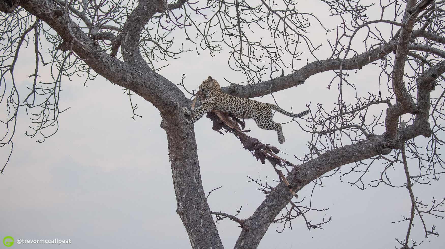 An Action Packed Safari To the Timbavati