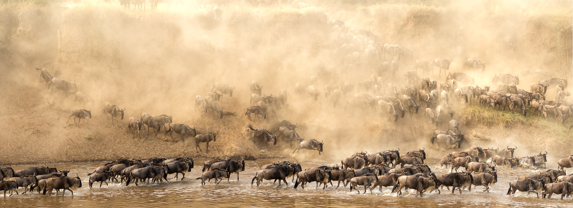 greatmigration masaimara wildlifephotgraphy