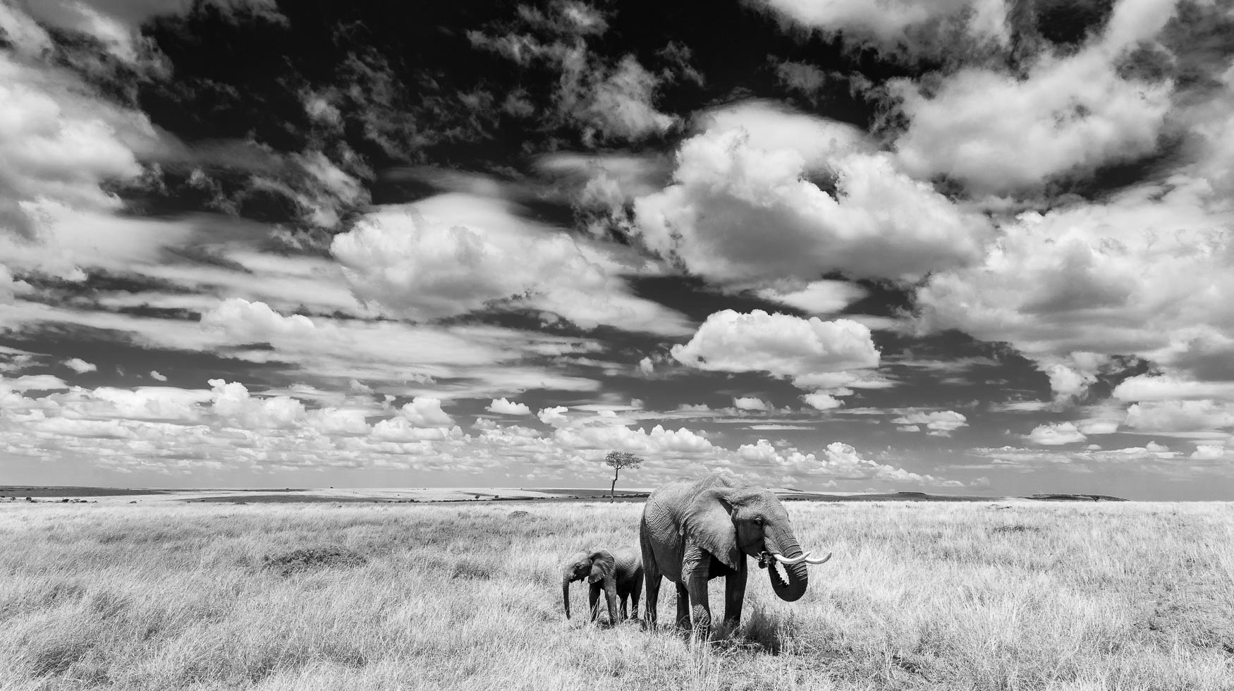 The Mara Triangle Elephant and big sky