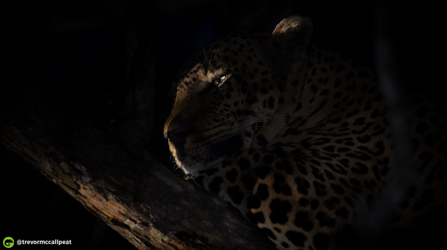 The Life of a Leopard / Best Safari in Africa