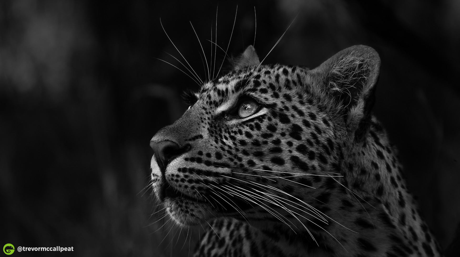 The Life of a Leopard / Best Safari
