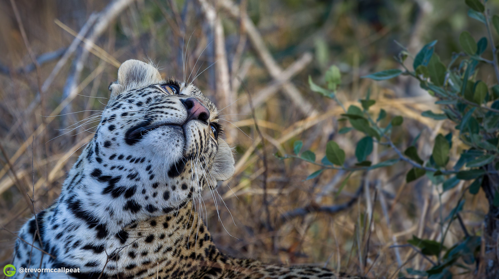 The Life of a Leopard