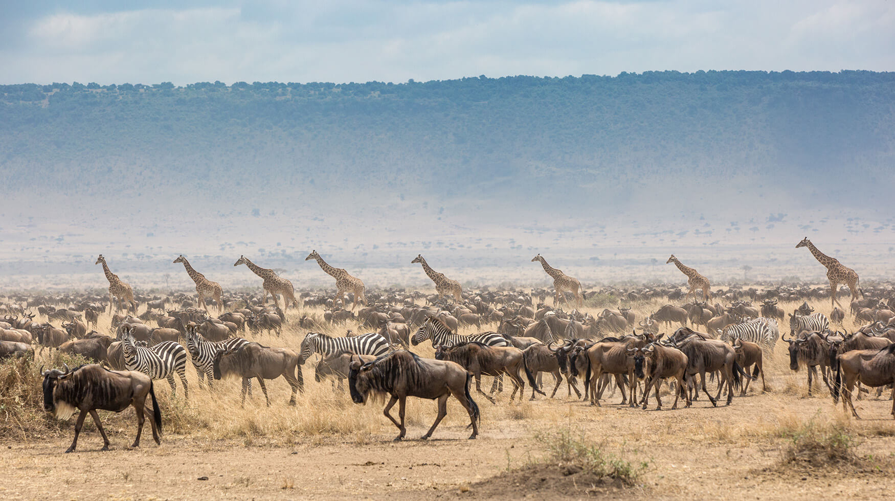 Masai Mara-ML-Giraffe-Zebra-Wildebeest Gallery Image