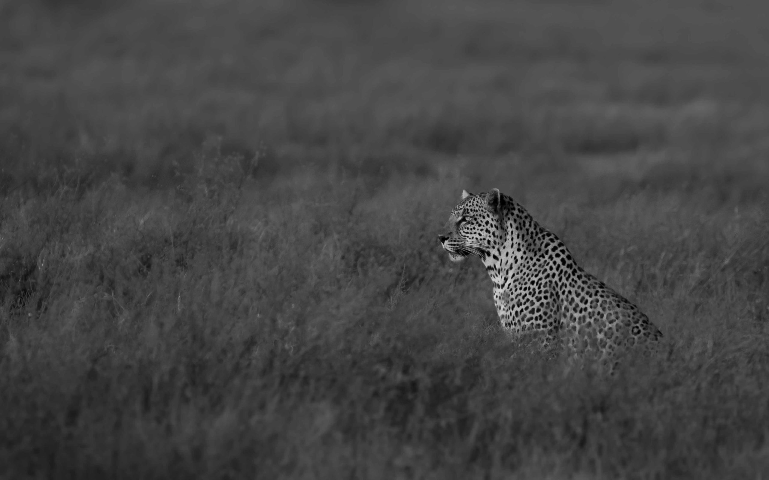 wildeye masai mara leopard matt yardley