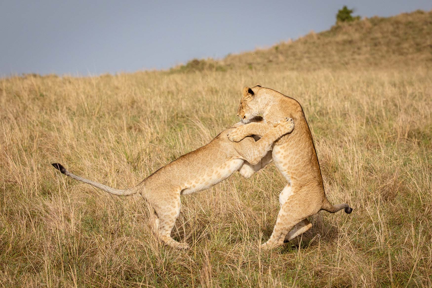 Guest Blog Wild Eye – Amboseli & Masai Mara