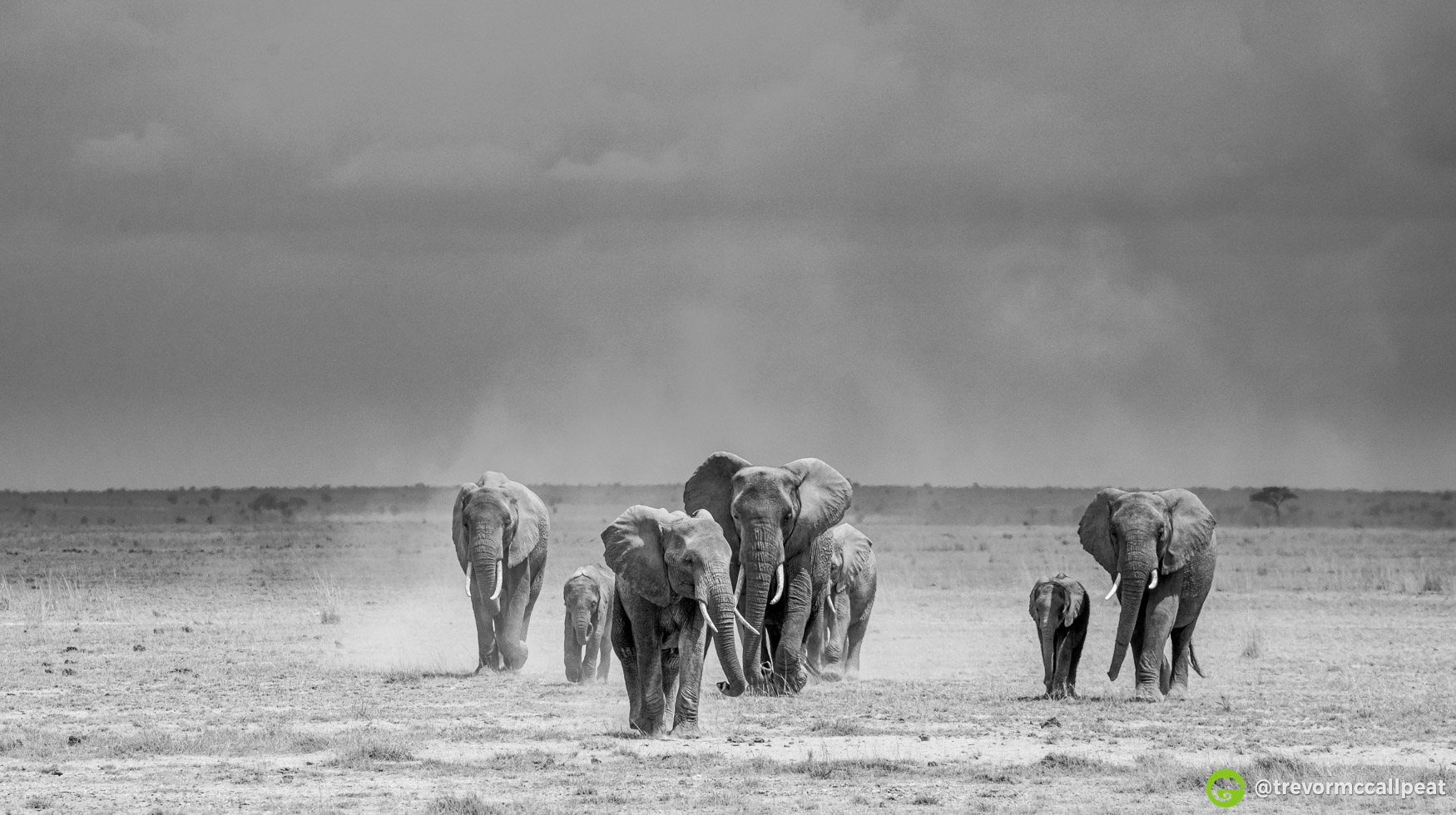 My Top 10 Images of the year / Best Safari in Africa