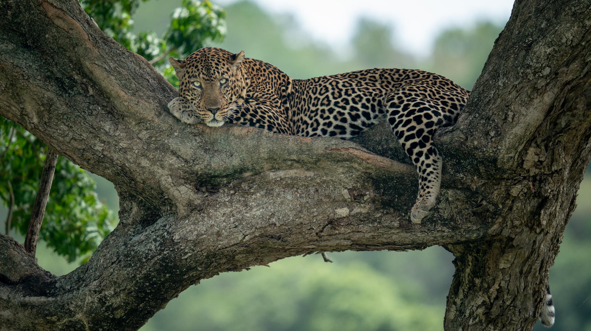 The Mara Triangle male leopard in a tree