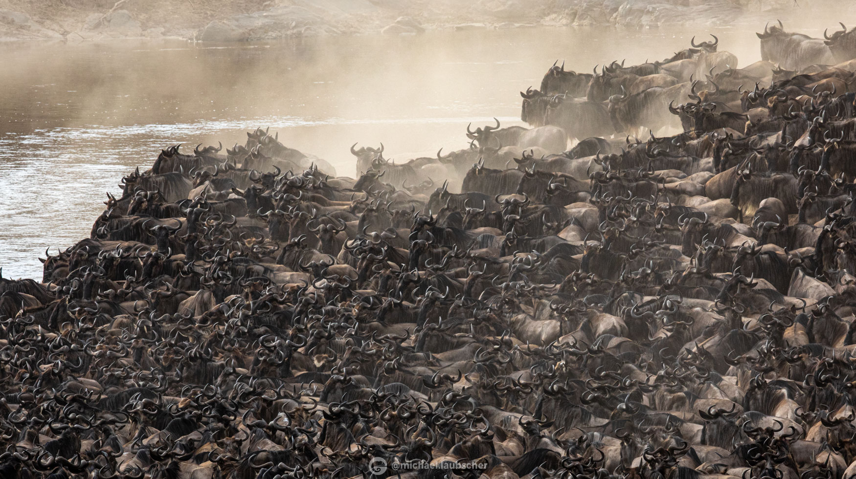 The Mara Triangle Wildebeest mass at Mara River