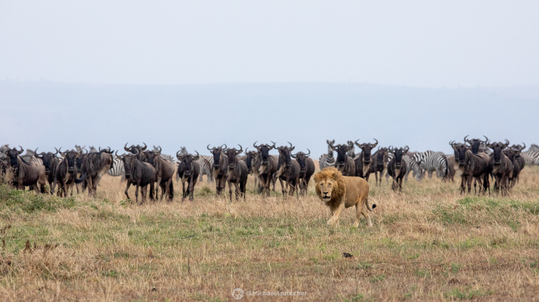 The Magic of the Mara - The Great Migration Explained - Michael Laubscher