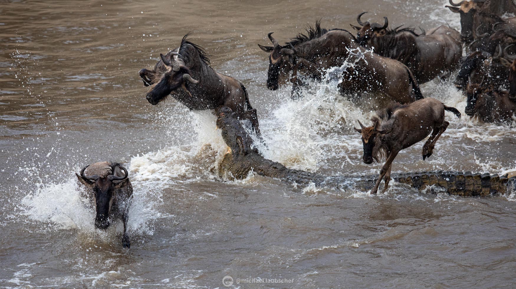 The Magic of the Mara - The Great Migration Explained - Michael Laubscher