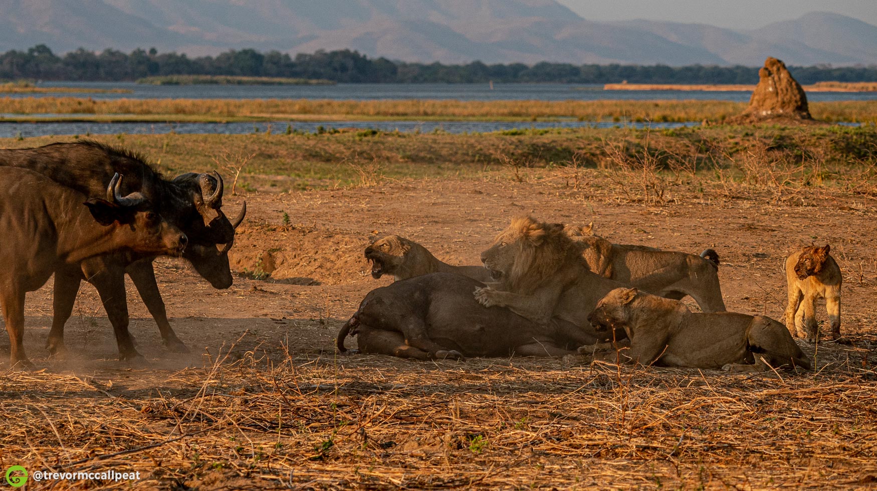 On foot with Lions on a buffalo kill