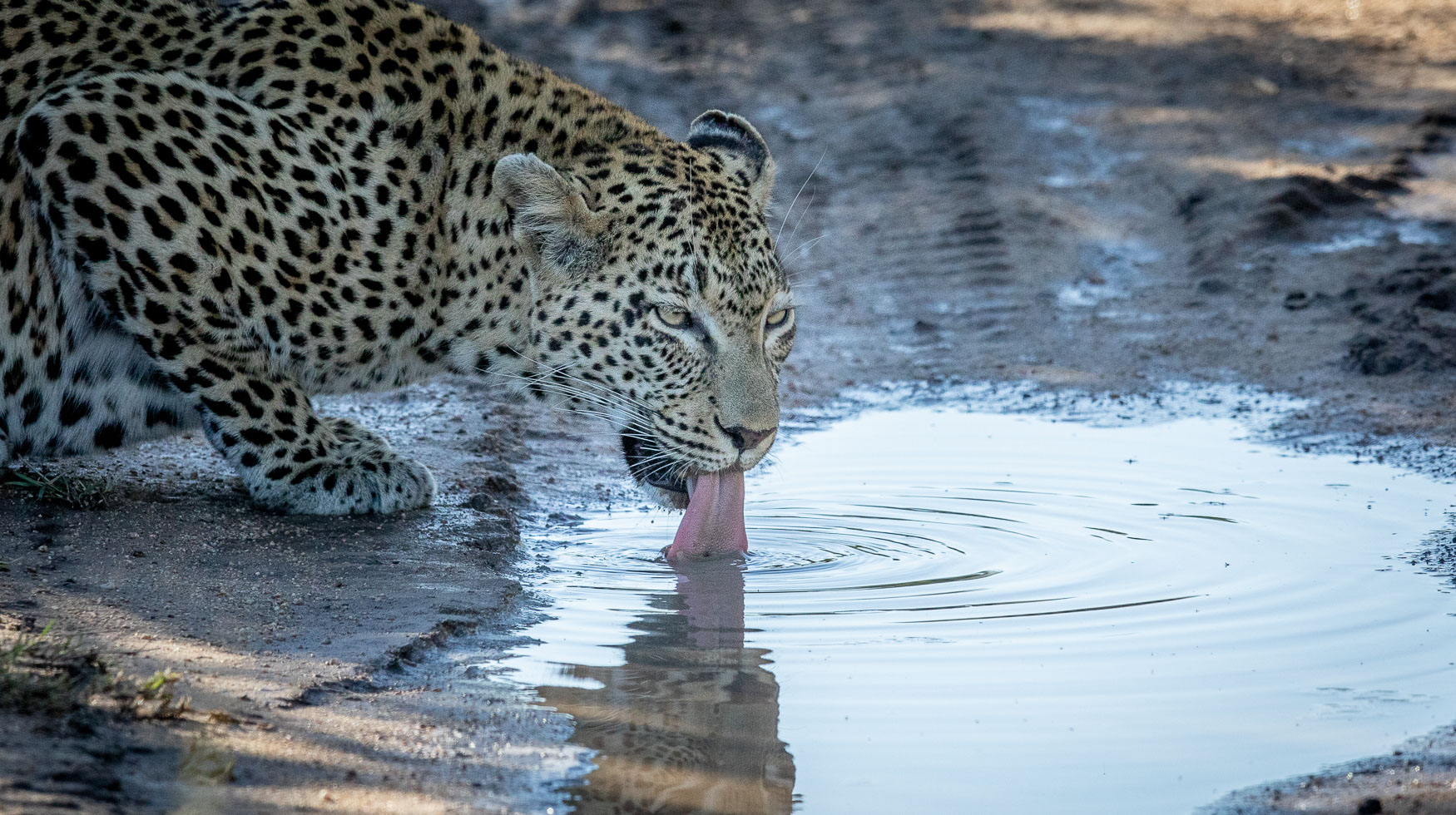 An Incredible Private Safari To Mala Mala Game Reserve