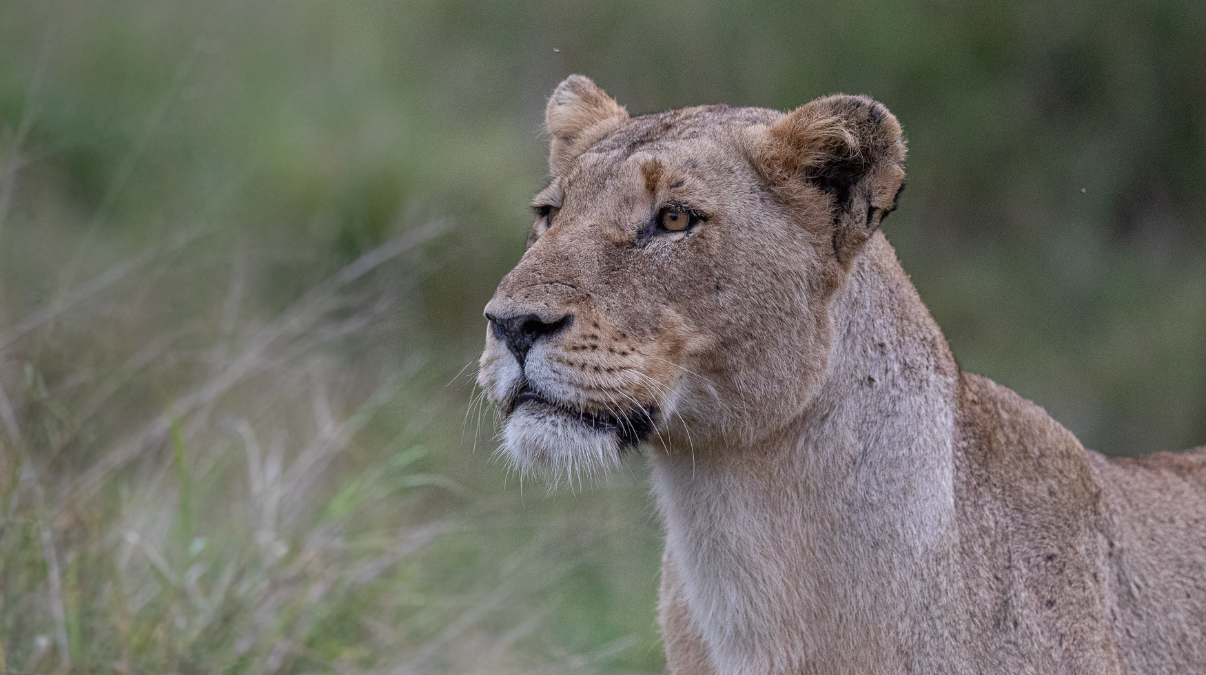 An Incredible Private Safari To Mala Mala Game Reserve