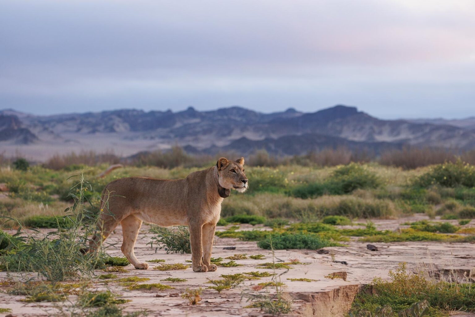 Desert Adapted Lions of Namibia: The Desert Lion Trust - Wild Eye