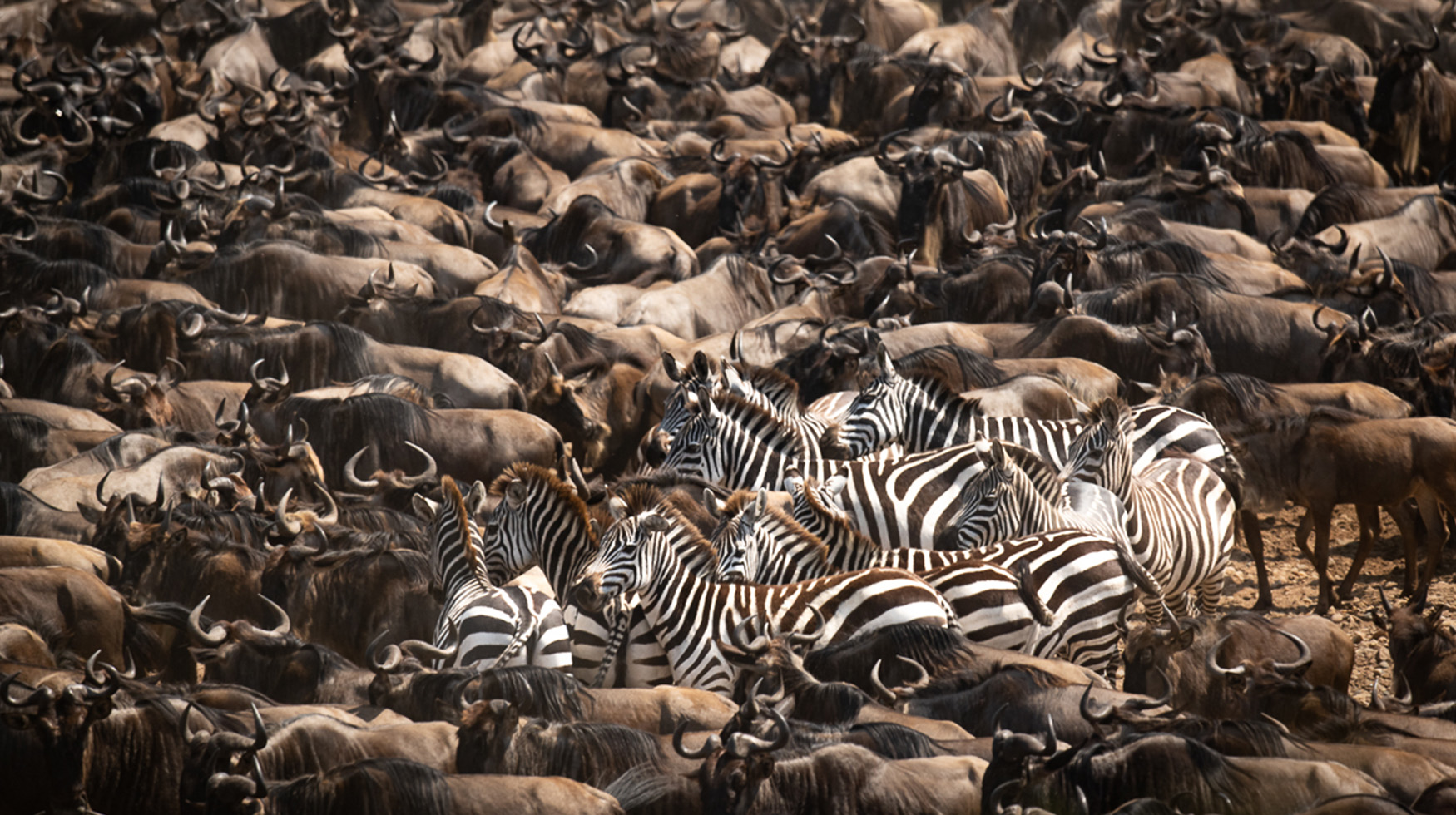 Great Migration River Crossing Banner Image