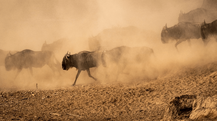 Wild Eye Mara Camp The Great Migration