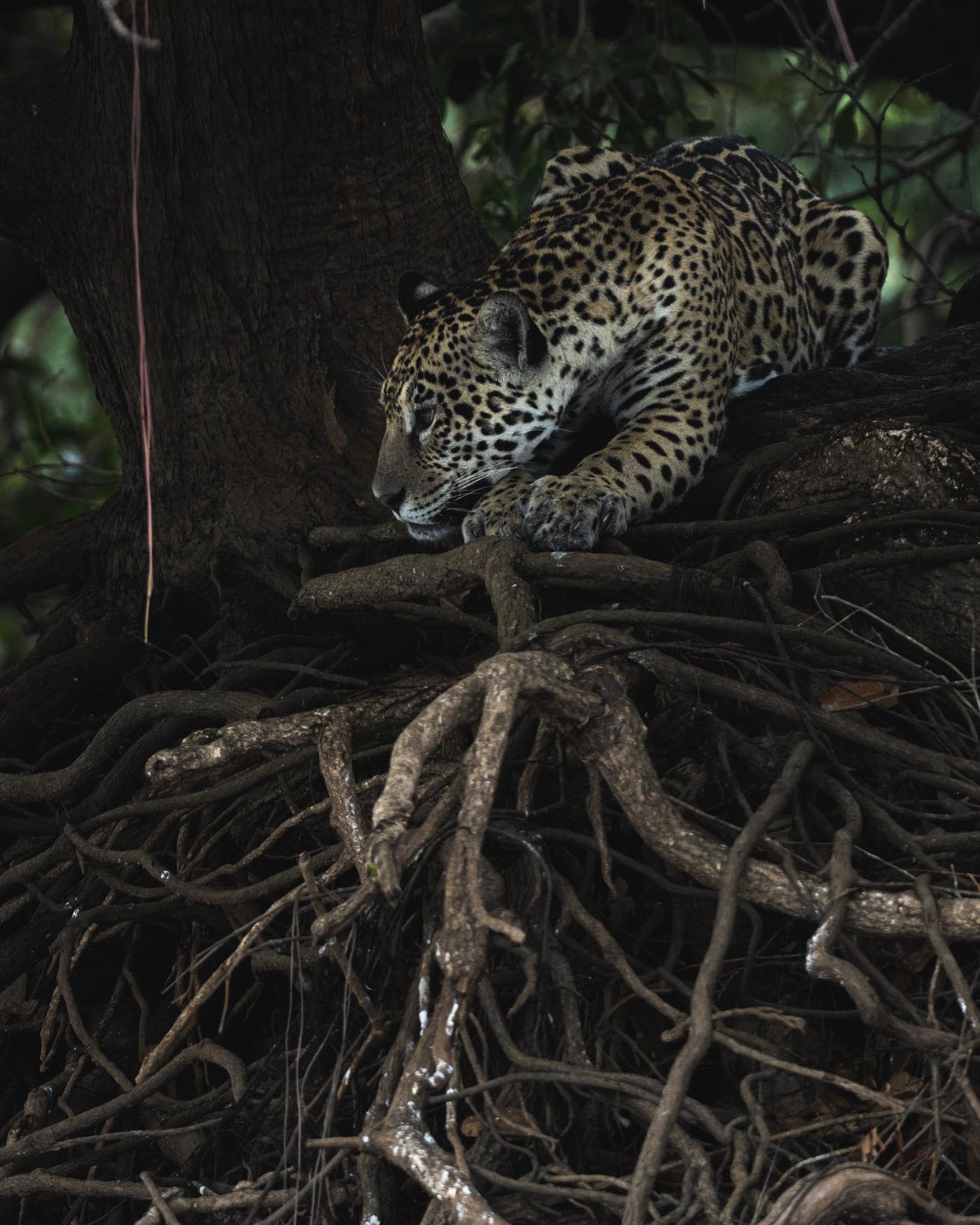 Best Of Pantanal Trip Report - Michael Laubscher - Wild Eye