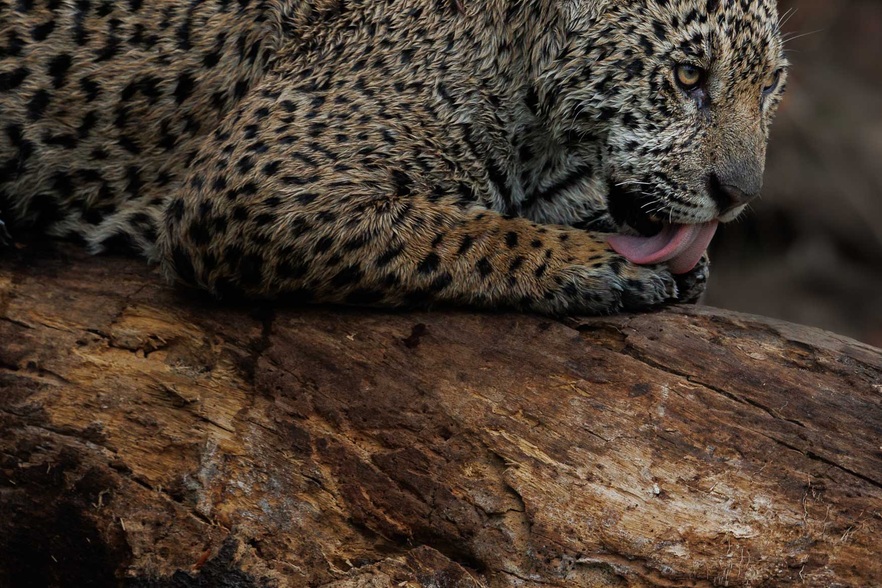 Photographing Jaguars of The Pantanal AB-4450