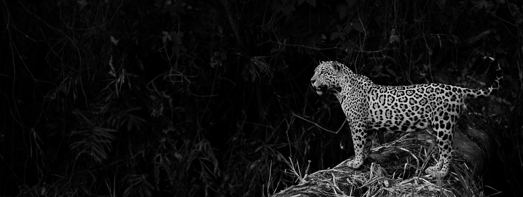 Photographing Jaguars of The Pantanal AB--5
