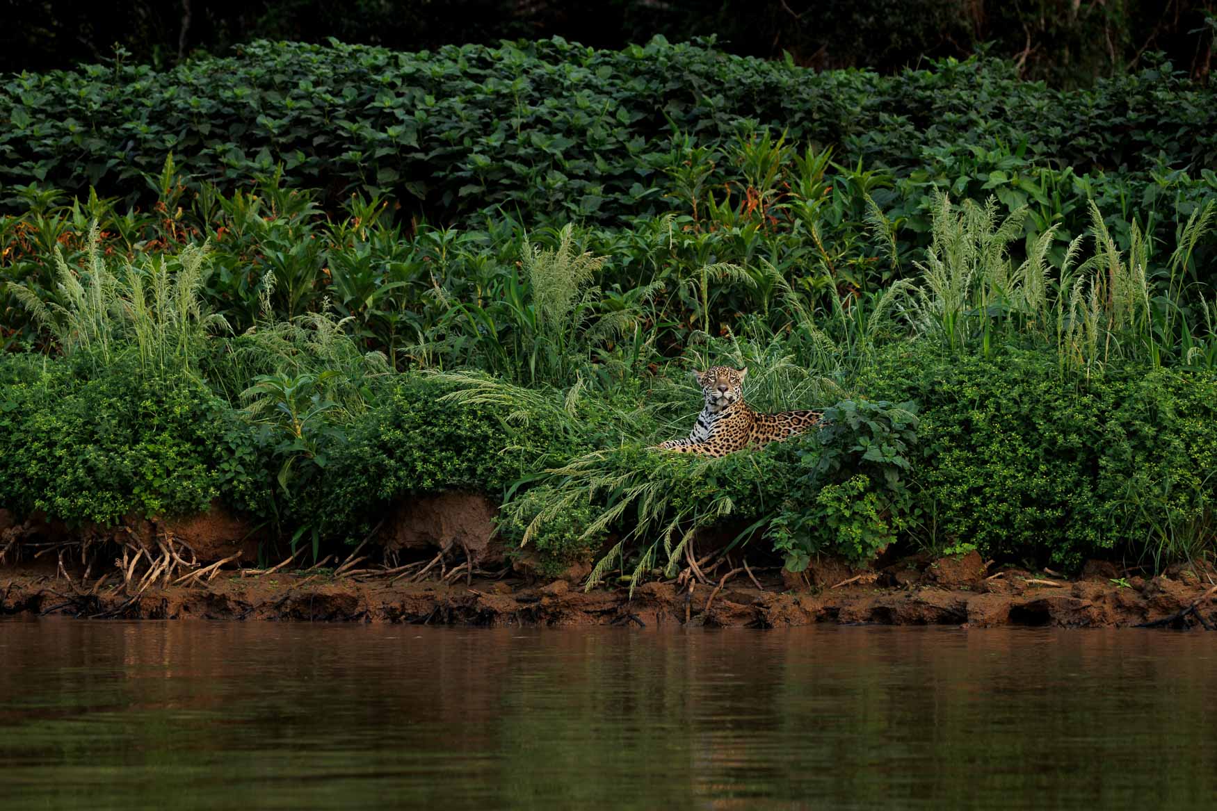 Photographing Jaguars of The Pantanal