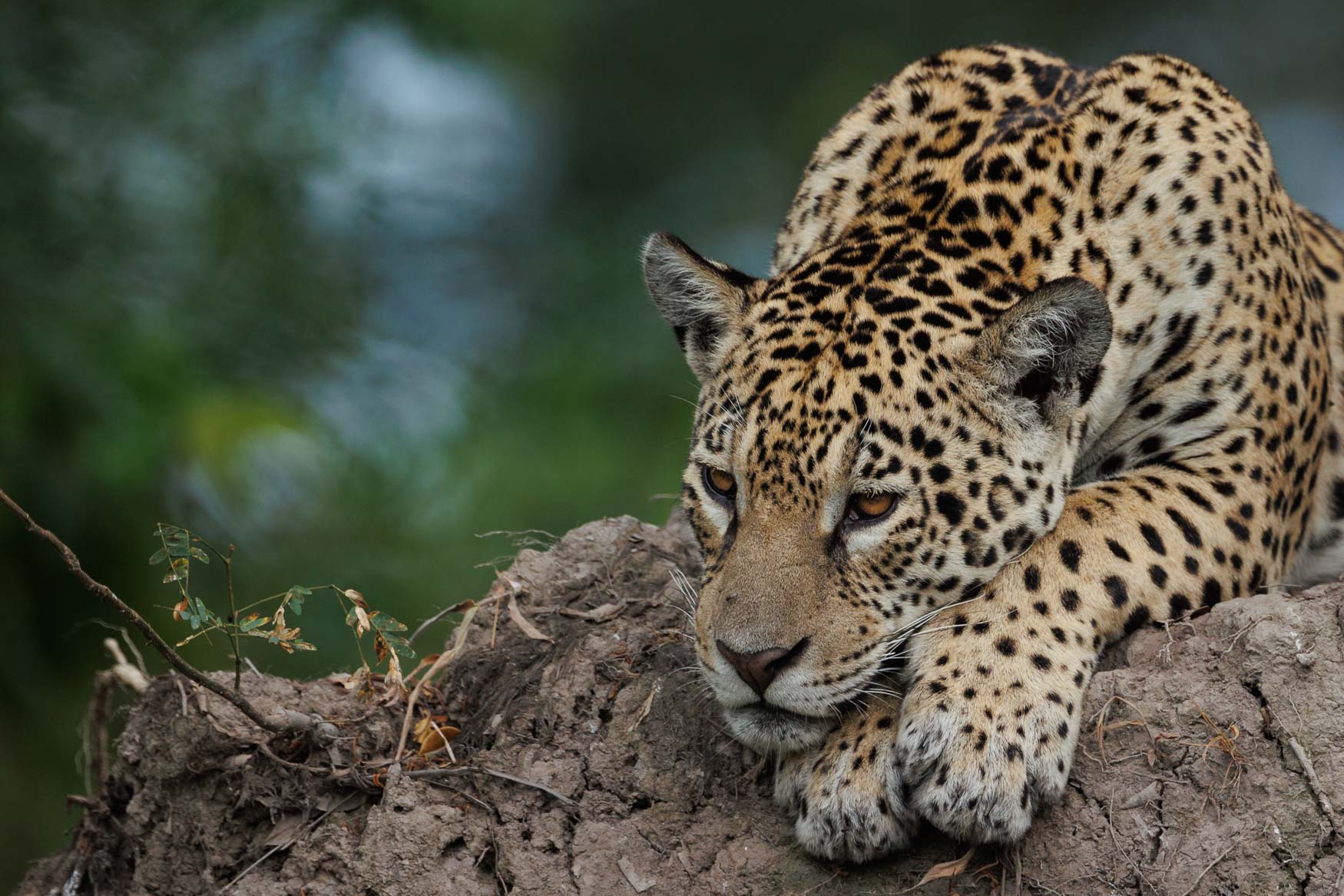 Photographing Jaguars of The Pantanal AB-8261