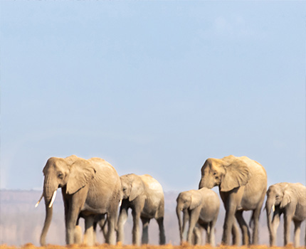https://wild-eye.com/wp-content/uploads/2022/10/Wild-Eye-Rhinos-Elephants-of-Kenya-LS-Itinerary-Day-6-to-8.jpg