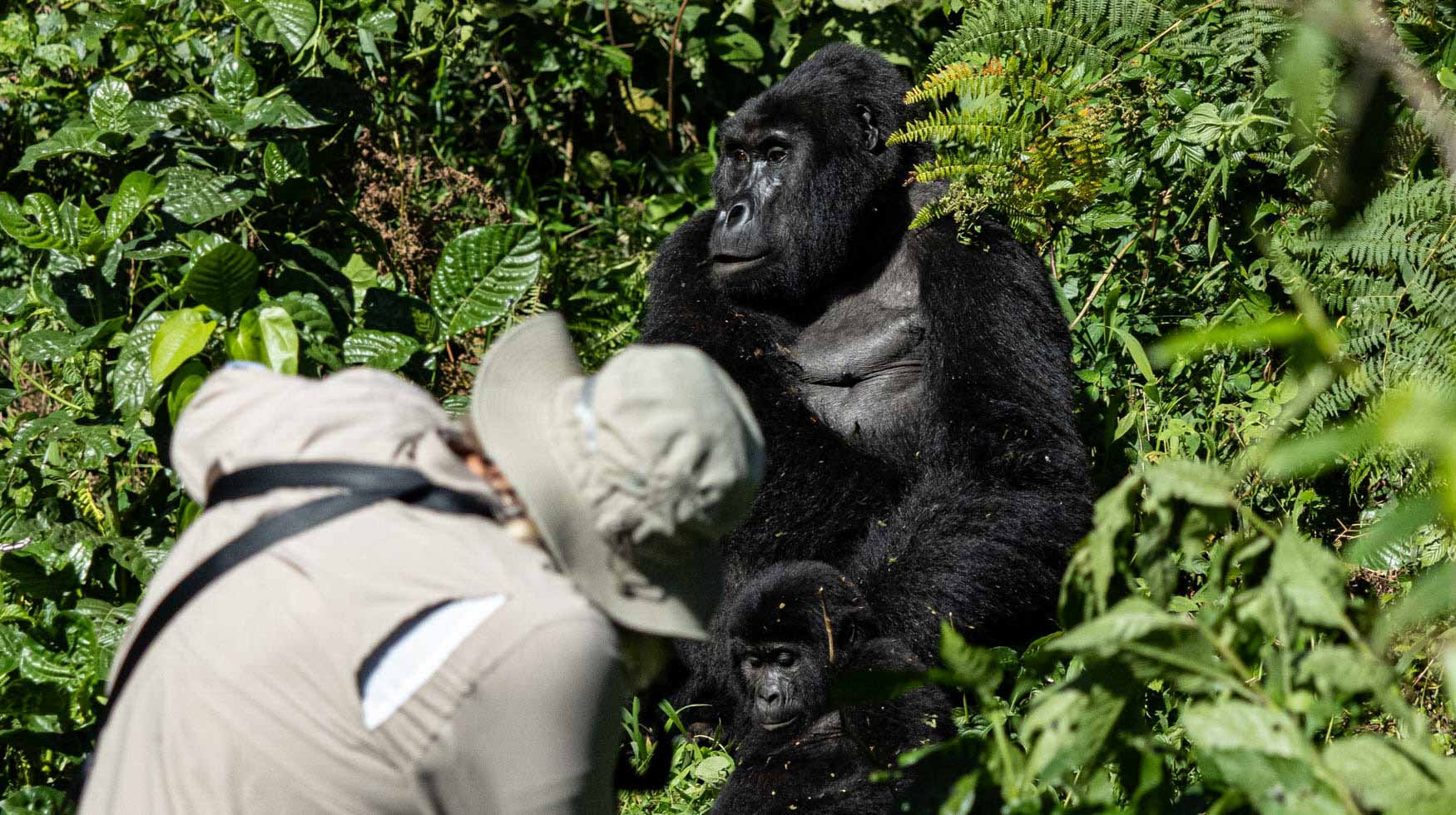 Best Of Uganda Trip Report May-June 2023 - Michael Laubscher - Wild Eye