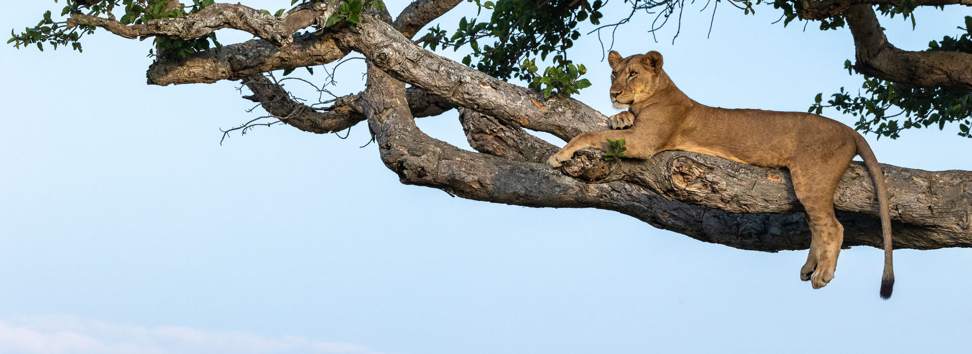 Uganda's Lion Population: A Podcast with Alex Braczkowski - Wild Eye