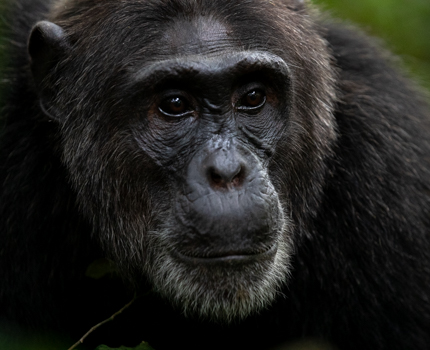 https://wild-eye.com/wp-content/uploads/2023/08/Wild-Eye-Primates-of-Uganda-Day-3.jpg